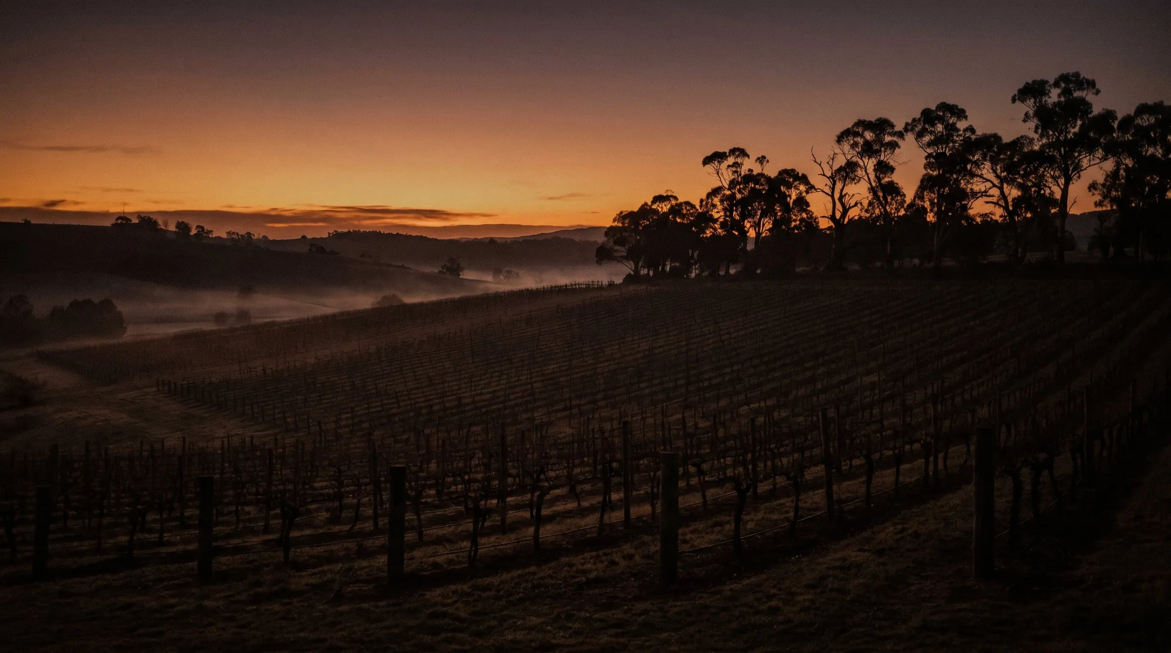 Rows of bare vines on rolling Victorian hills at dusk, with gum trees silhouetted against an orange sky.