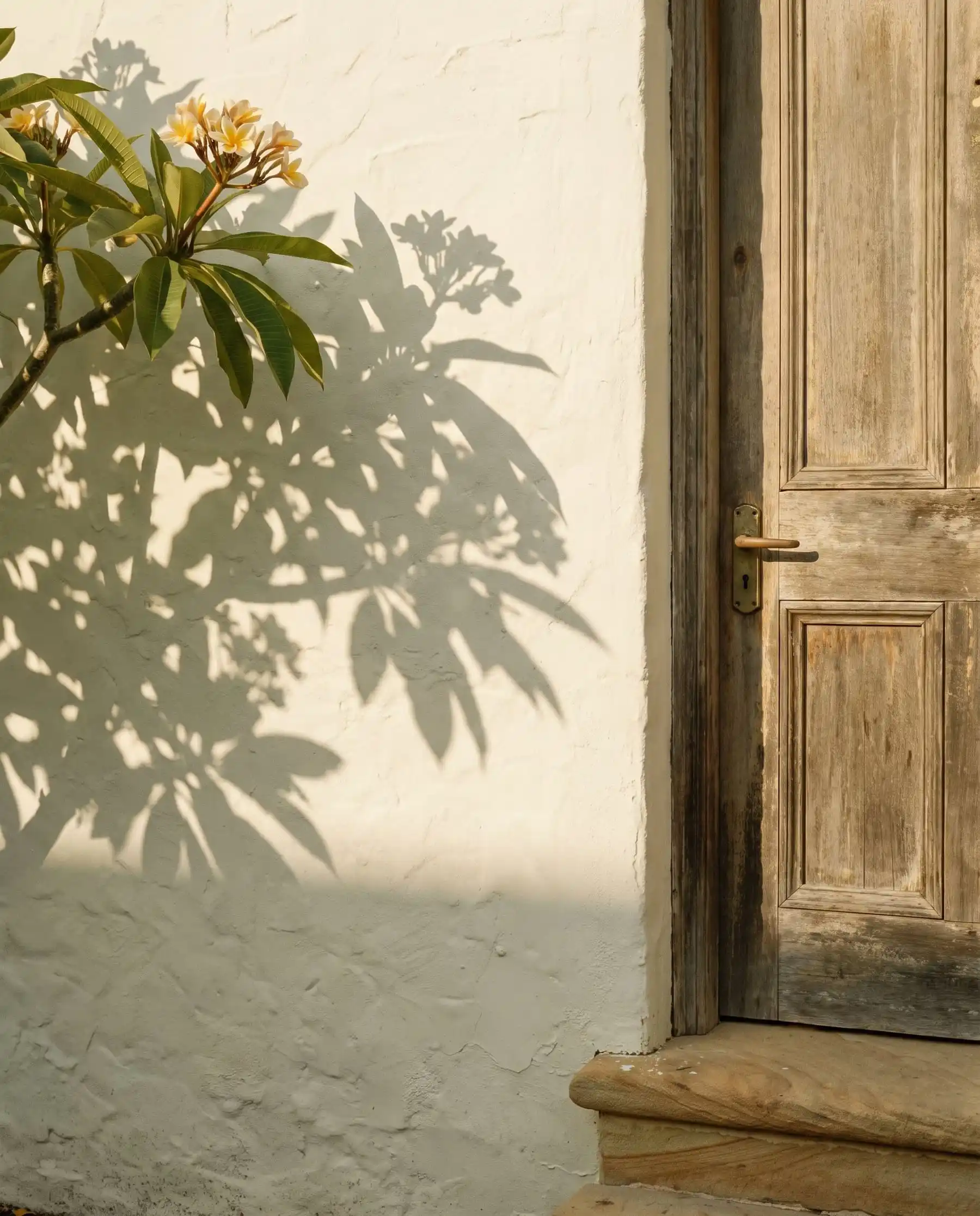 The shadow of a frangipani on a lime-washed wall beside a weathered timber door and sandstone step