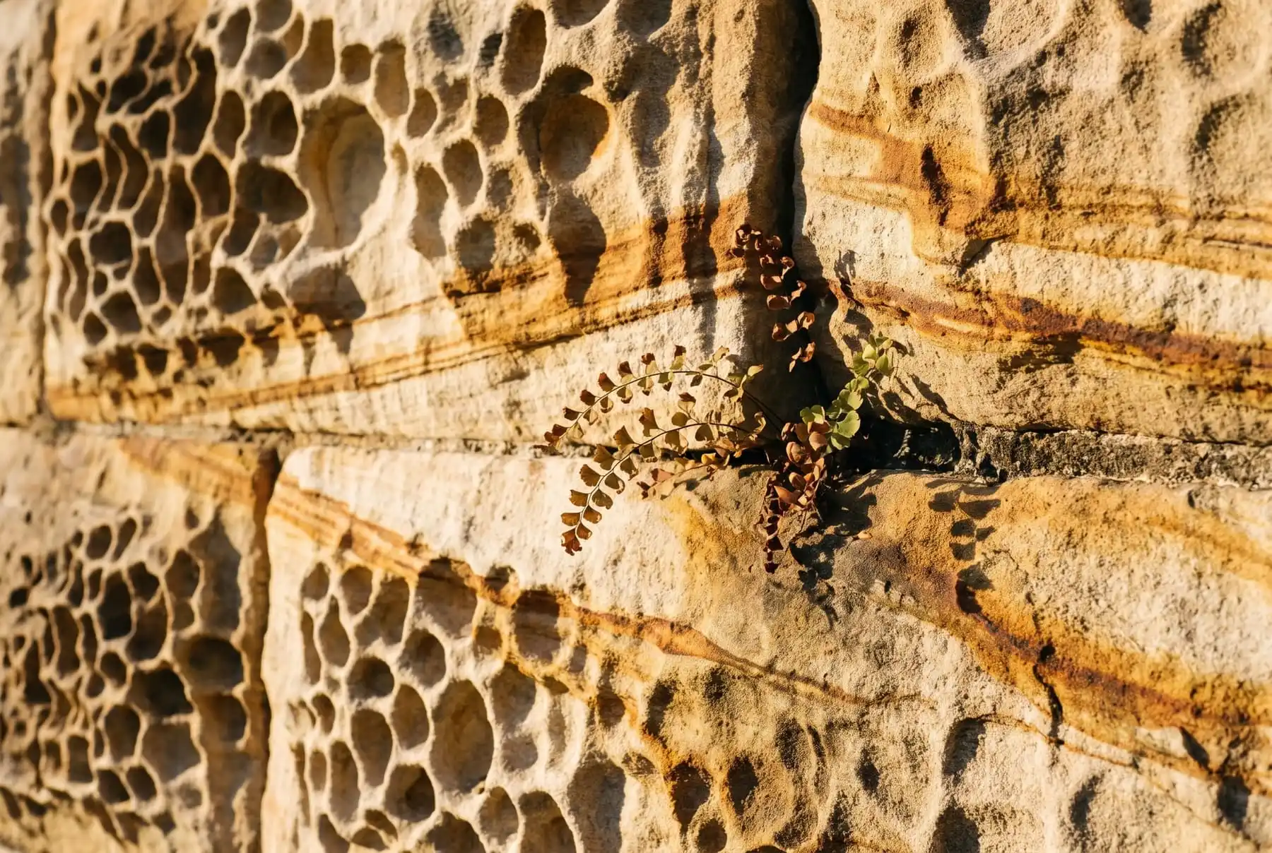 Honeycomb-weathered sandstone with ochre bands and a small fern growing from a joint