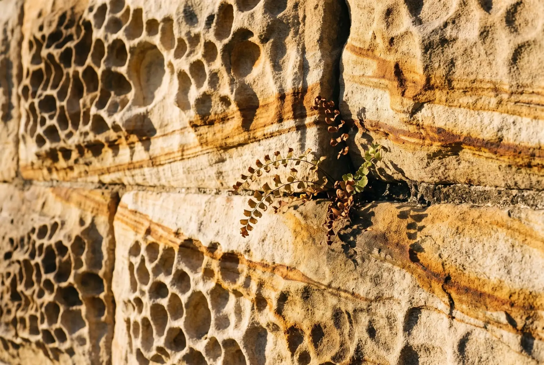 Close-up of honeycomb-weathered sandstone with ochre bands and a small fern growing from a joint