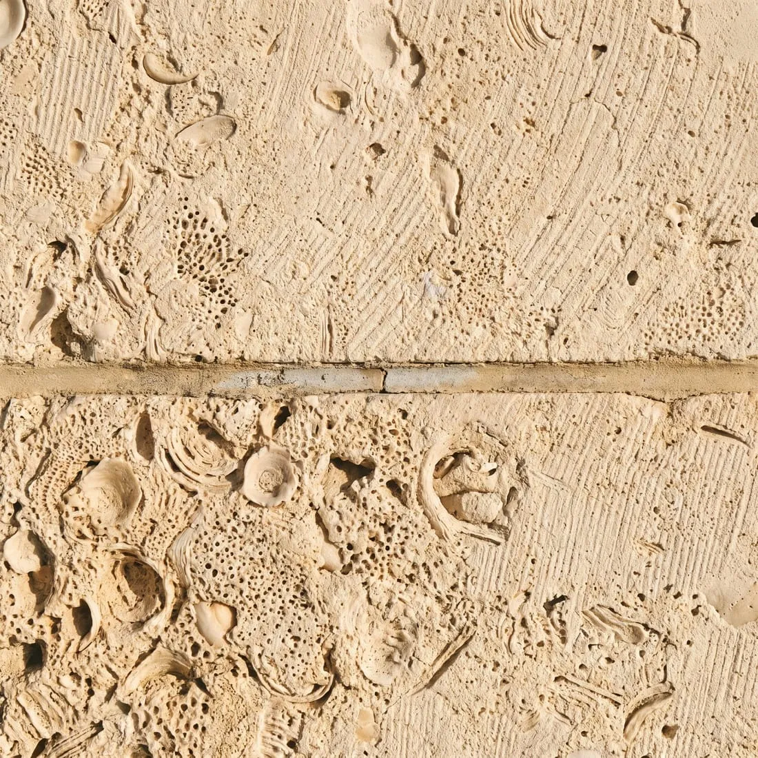 Close view of sawn limestone blocks with fossil shell and a mortar joint