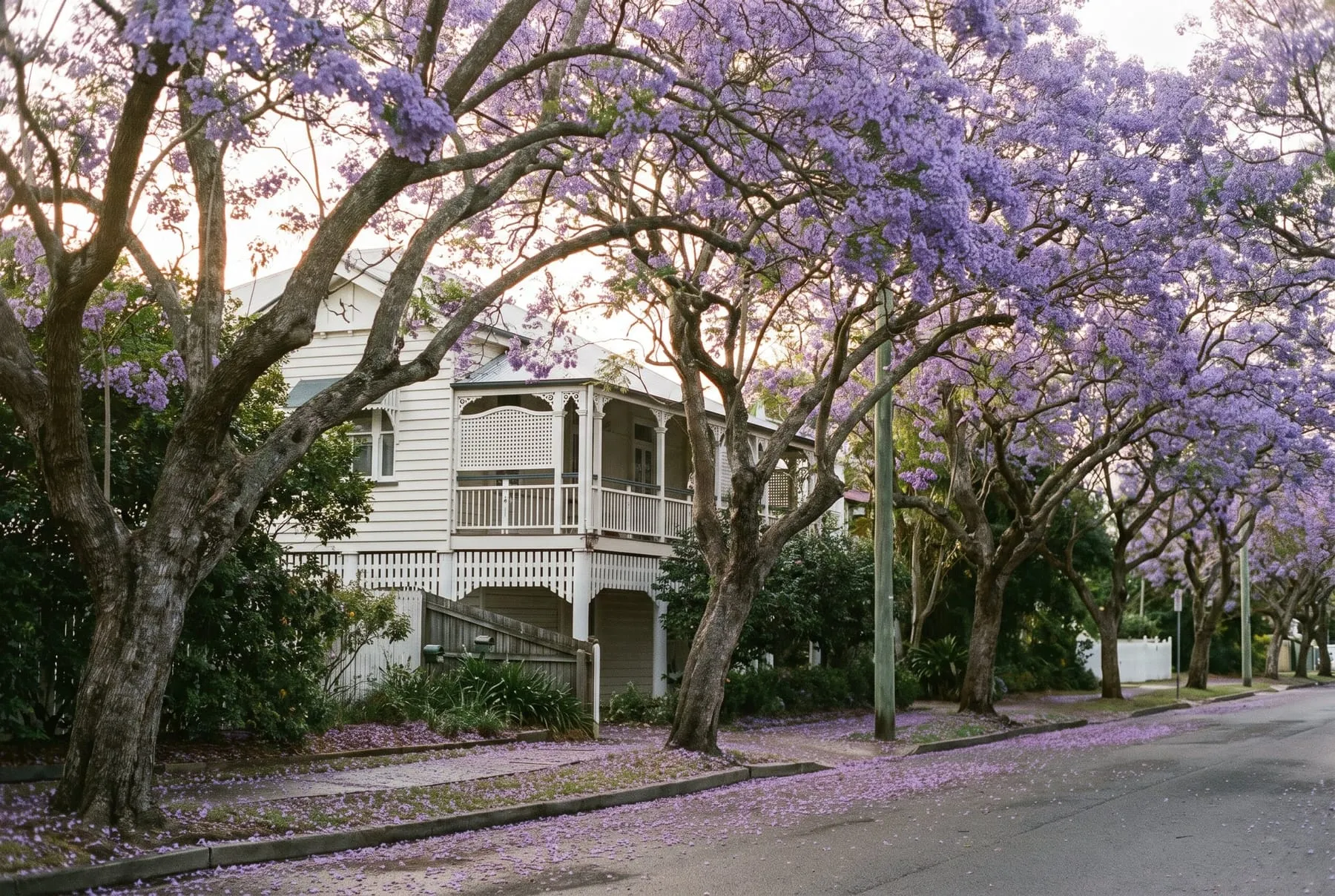 Jacaranda trees in lilac bloom over a quiet New Farm street lined with Queenslander houses