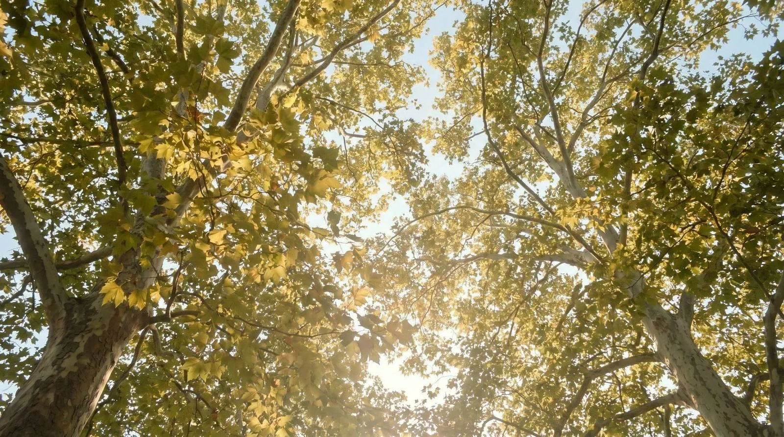 Looking up through a canopy of plane trees over a main street in Adelaide's eastern suburbs