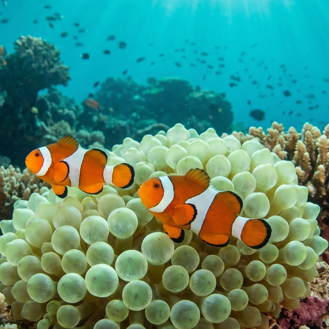 Two clownfish in a pale green anemone