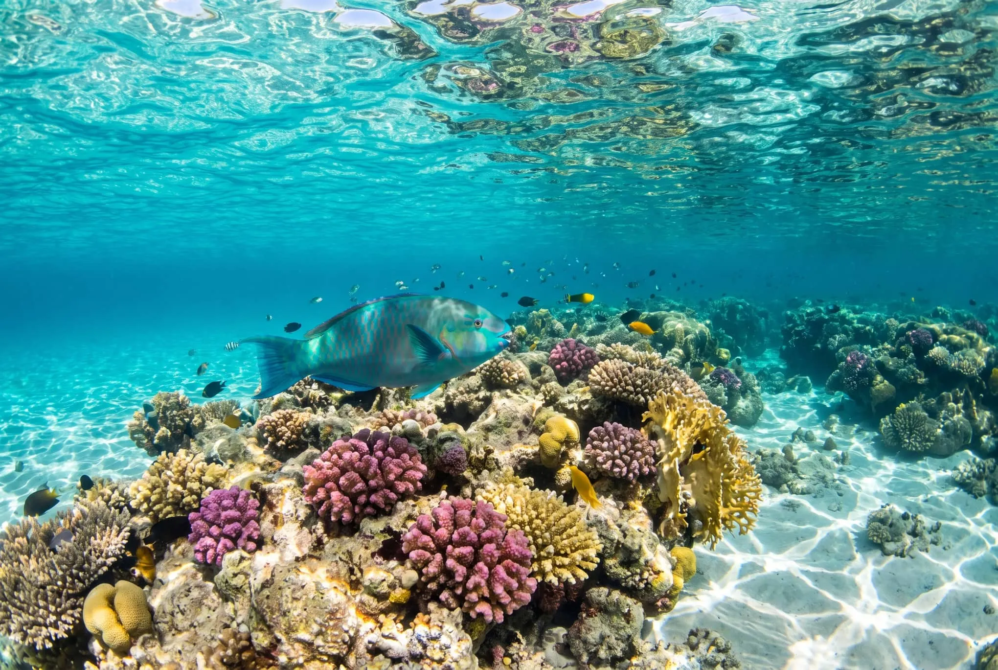 A blue-green parrotfish swimming past pink and yellow corals