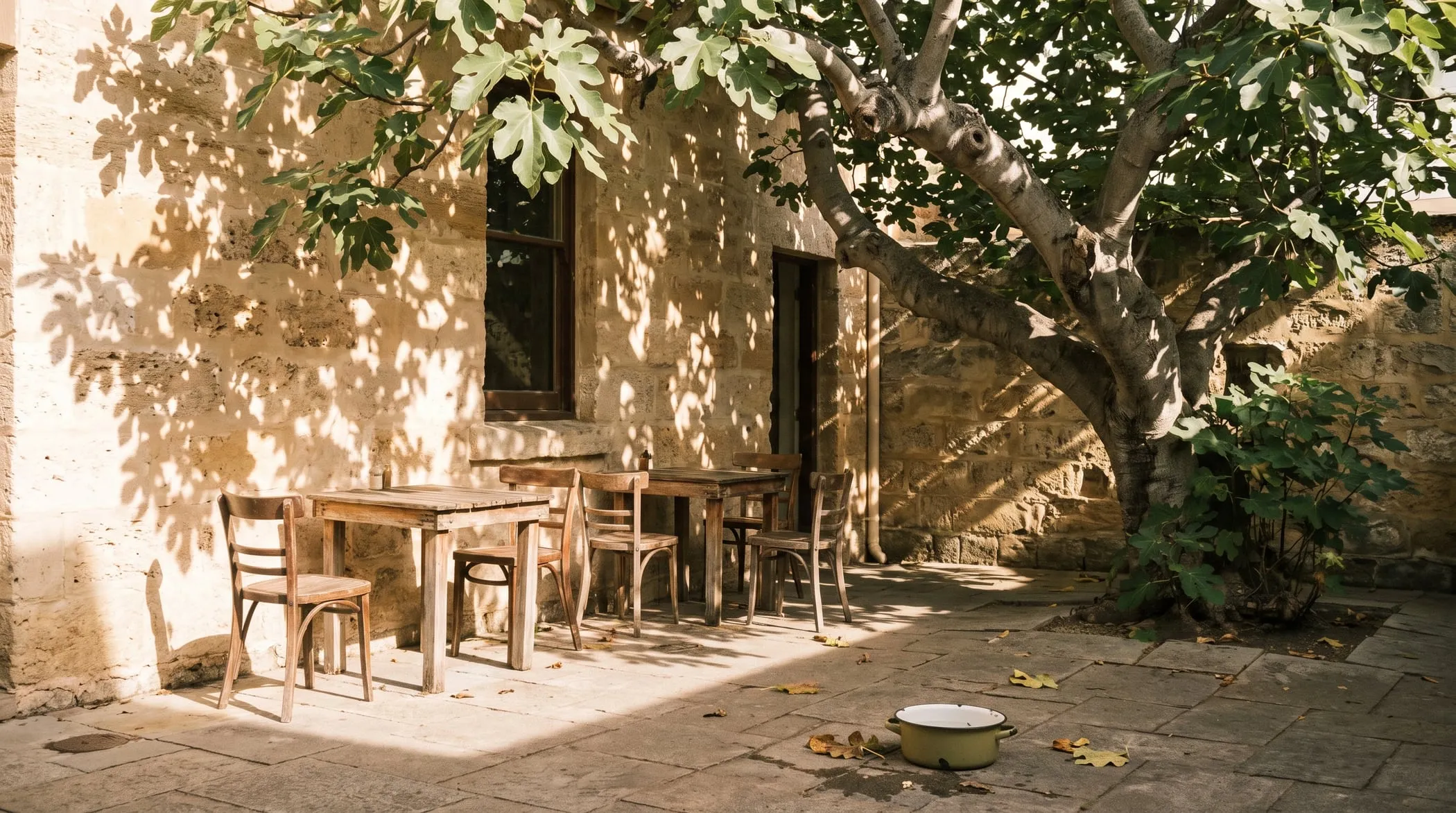 A quiet limestone courtyard with timber tables and chairs under a fig tree, dappled shade and an enamel water bowl on the paving