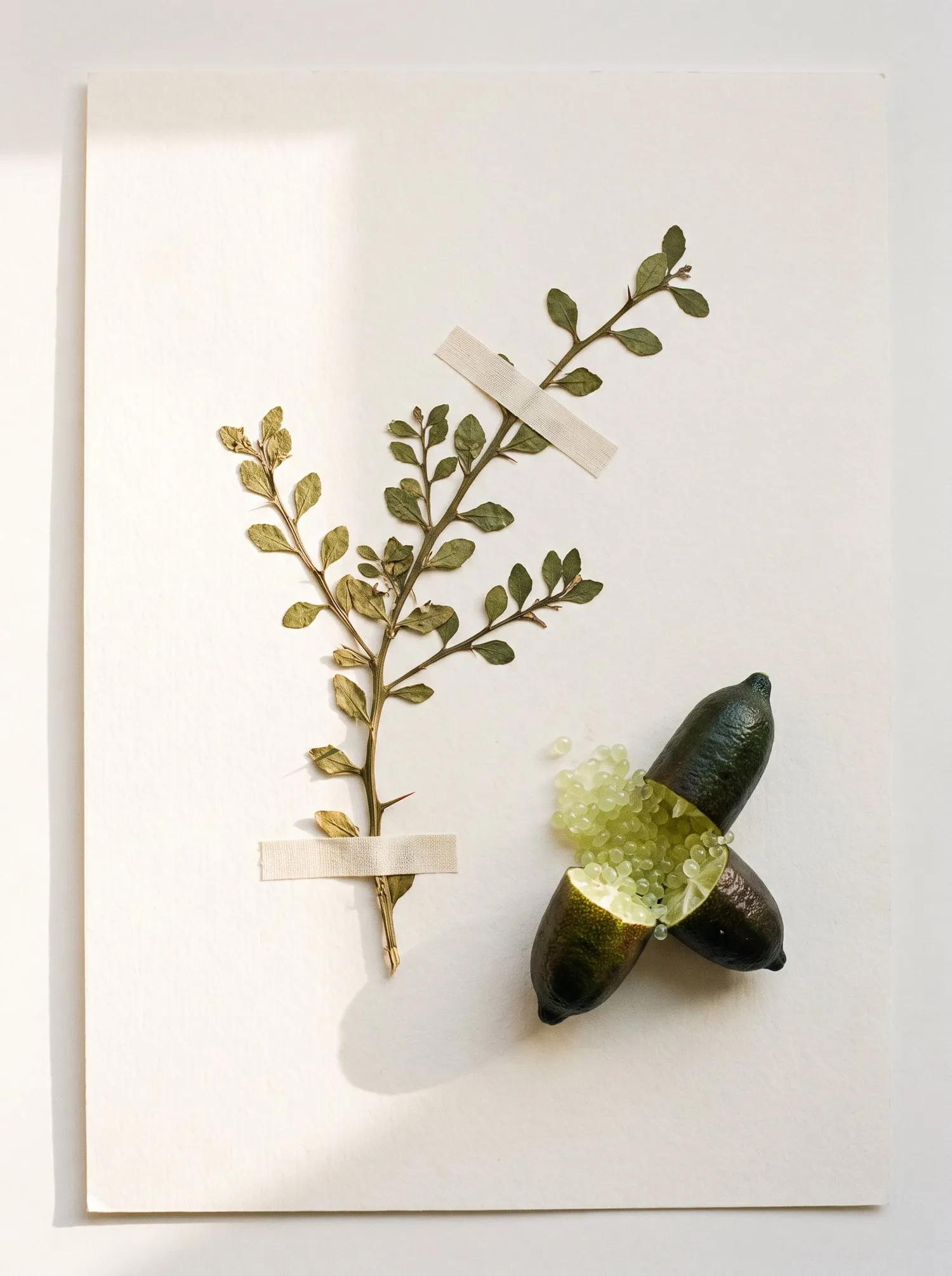A pressed finger lime sprig on cotton paper beside a split finger lime spilling pale green pearls
