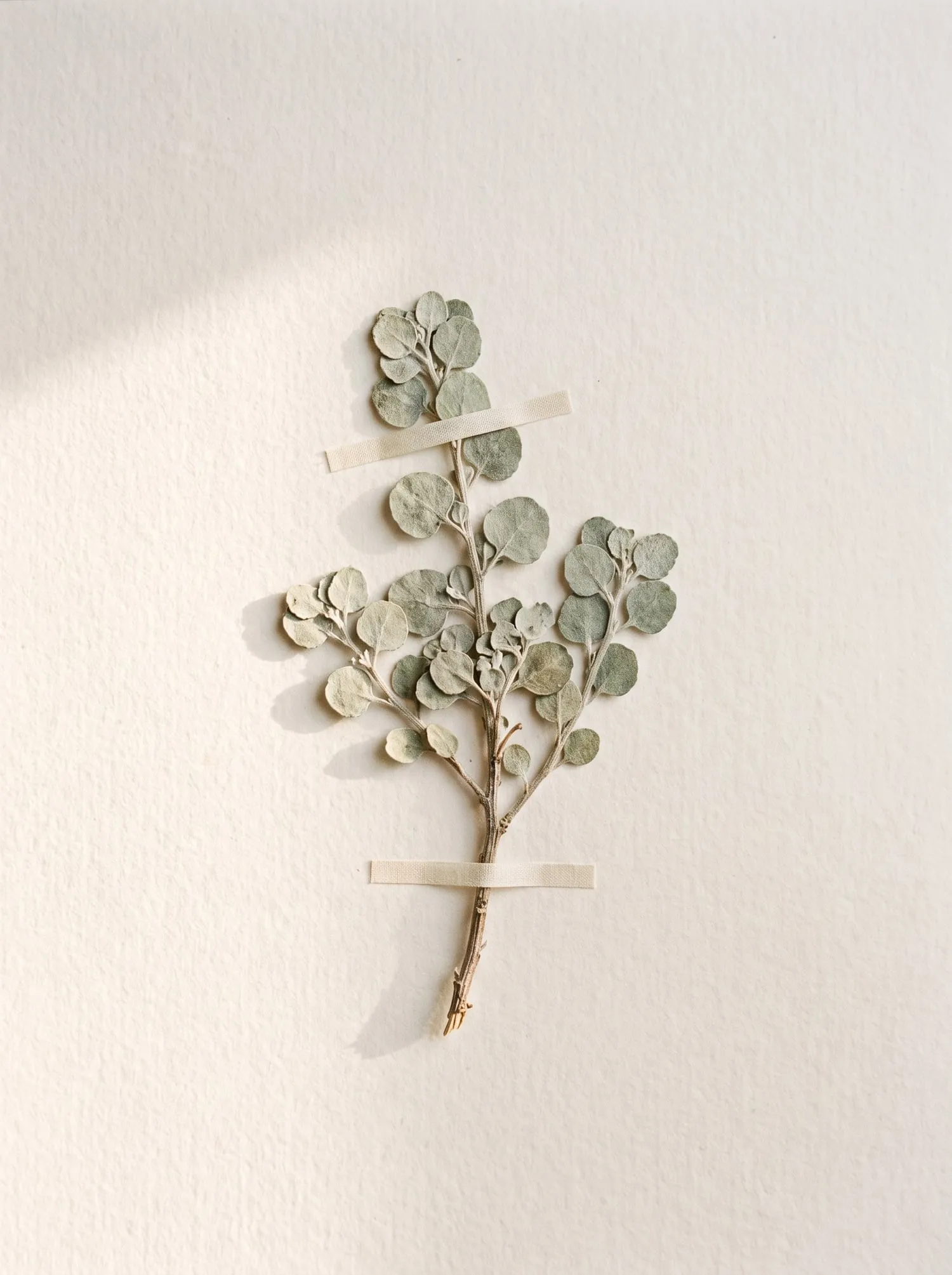 A pressed sprig of old man saltbush with round silver green leaves on cotton paper