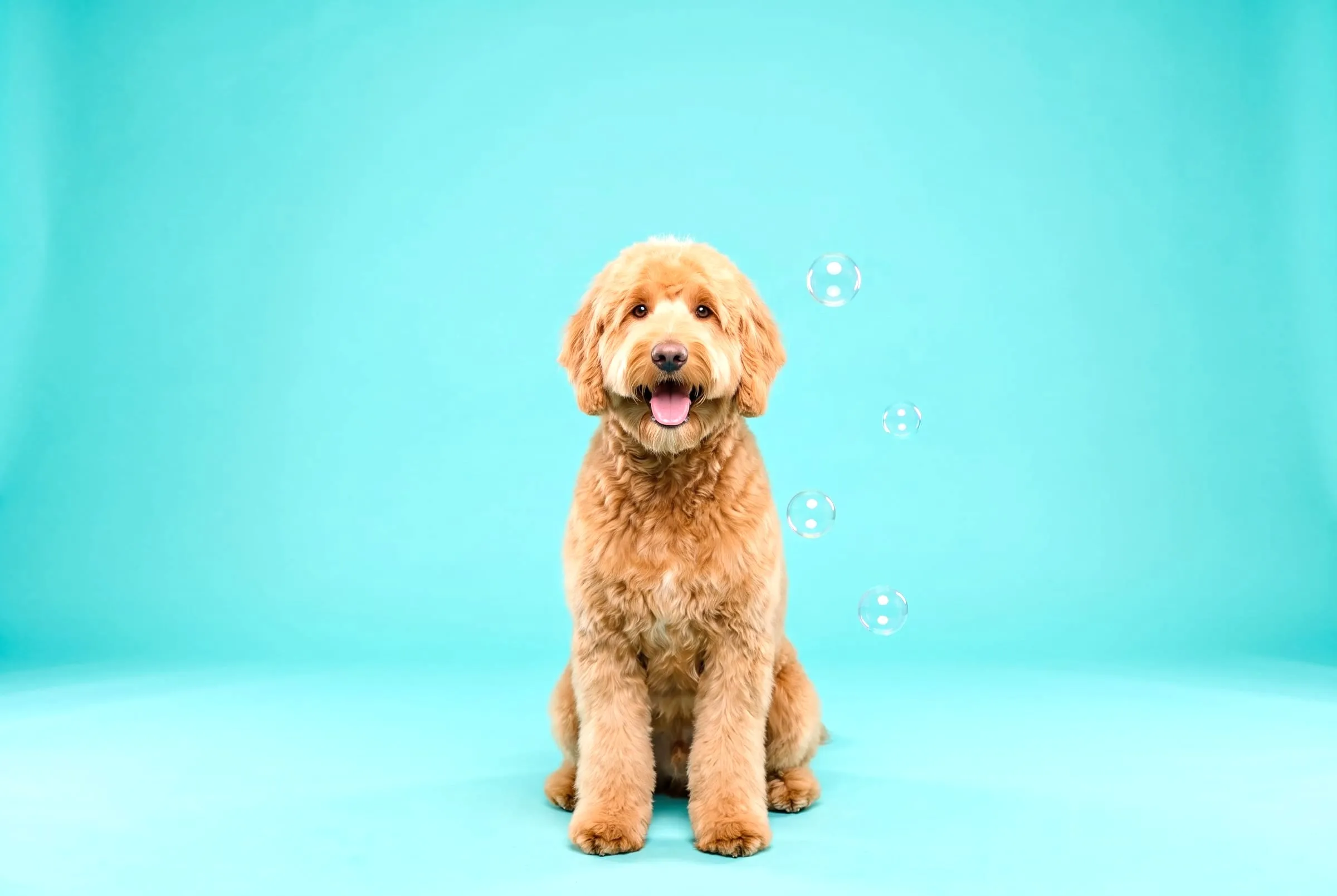 The same groodle freshly groomed and fluffy on an aqua backdrop, with soap bubbles floating past