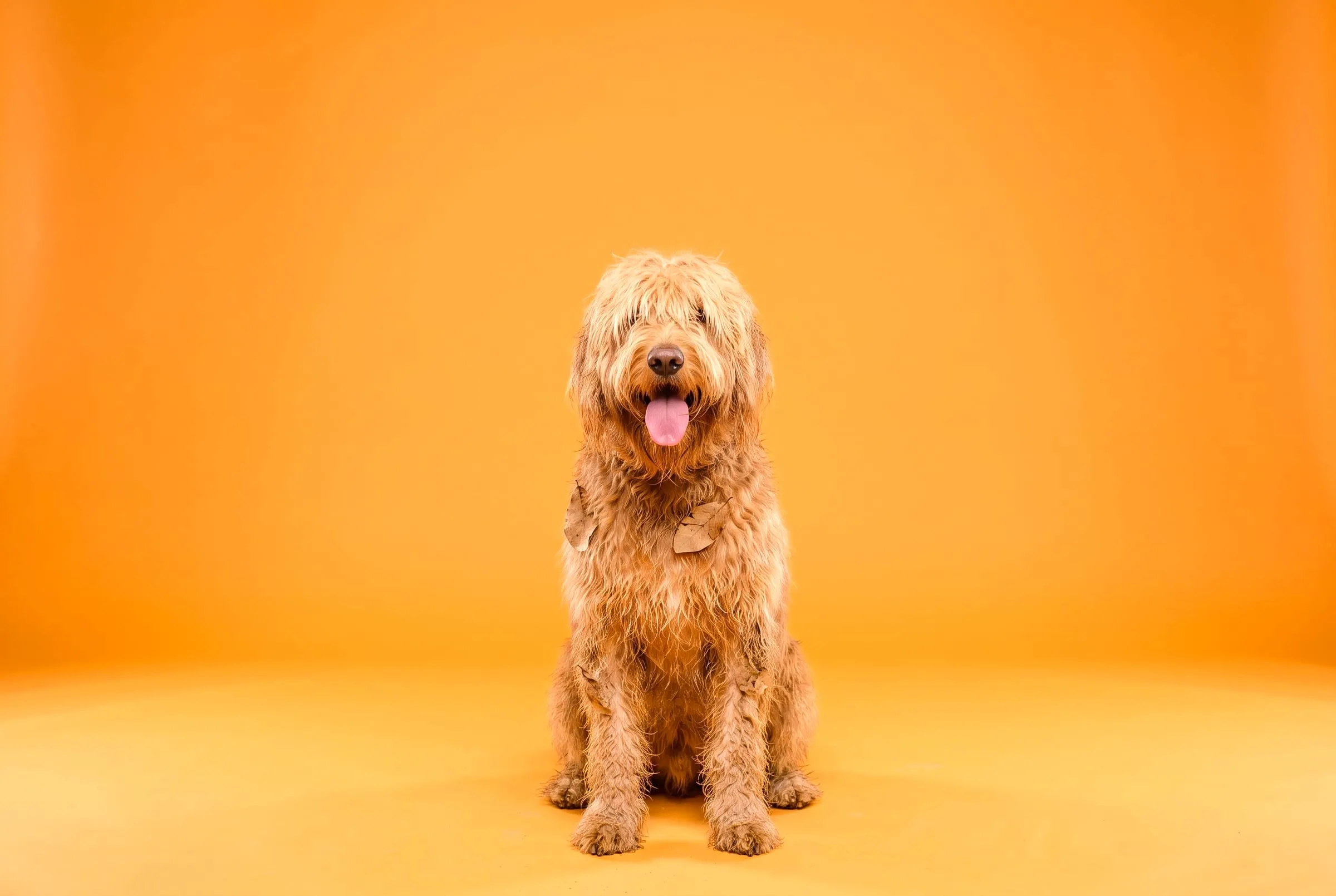 A sandy, shaggy golden groodle sitting on an orange backdrop, well overdue for a groom