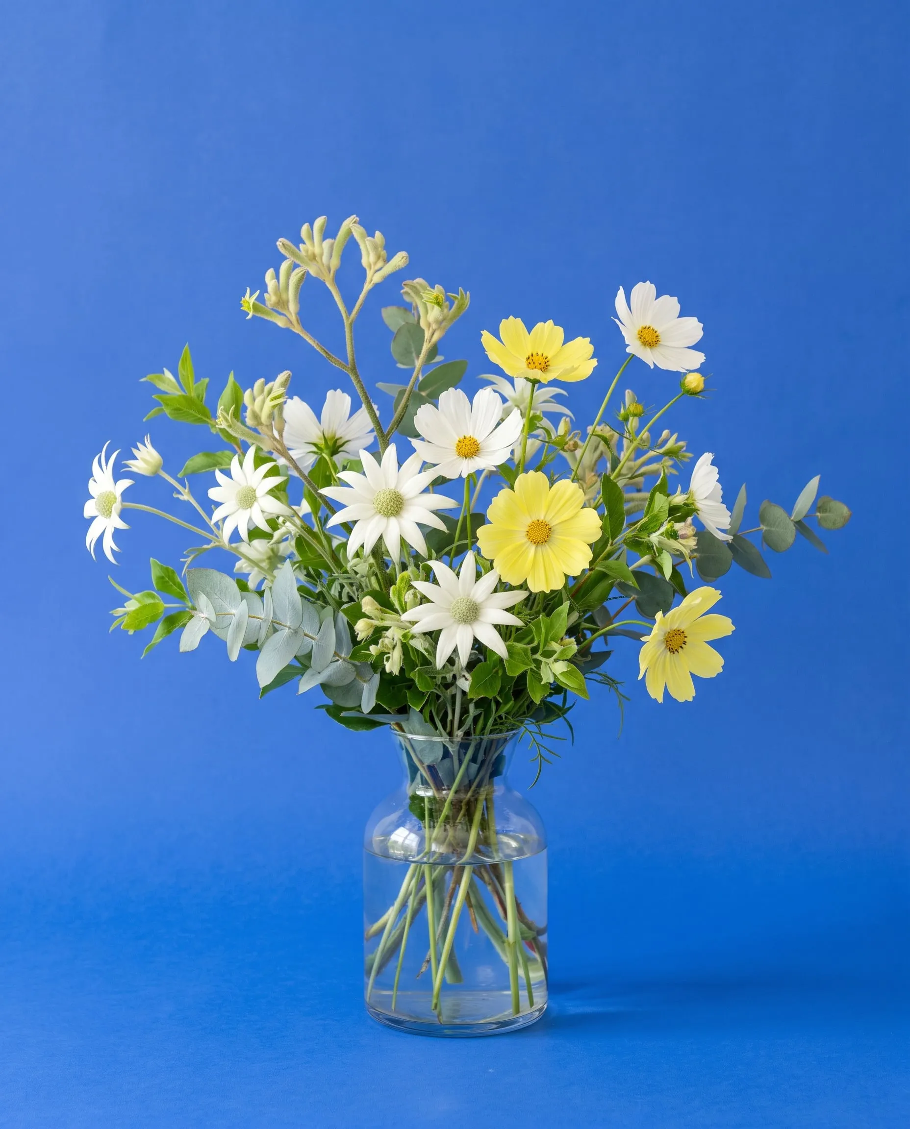 White flannel flowers, pale yellow cosmos, kangaroo paw and eucalyptus in a glass vase on a cobalt backdrop