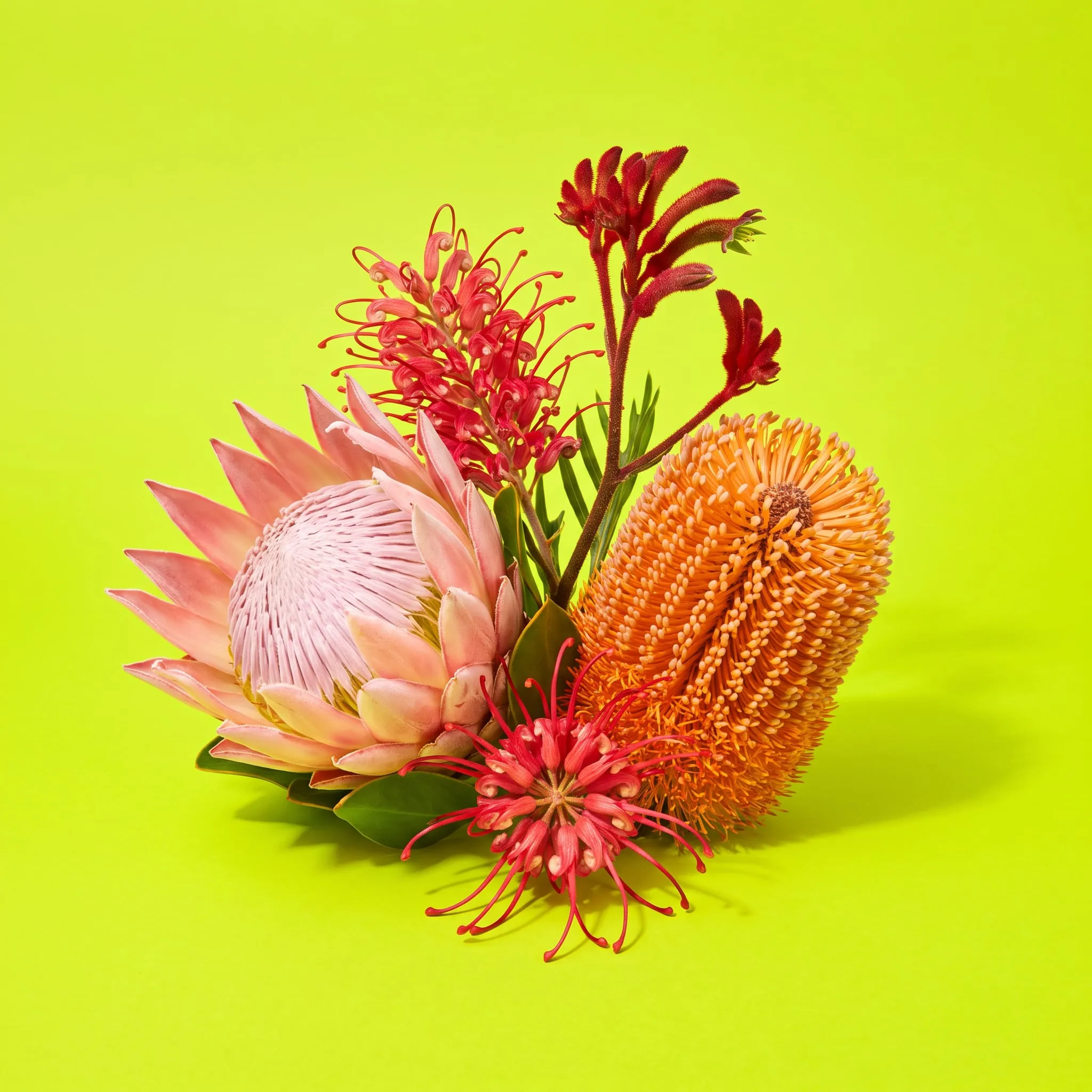 A pink king protea, orange banksia, red grevillea and kangaroo paw grouped on a lime green backdrop