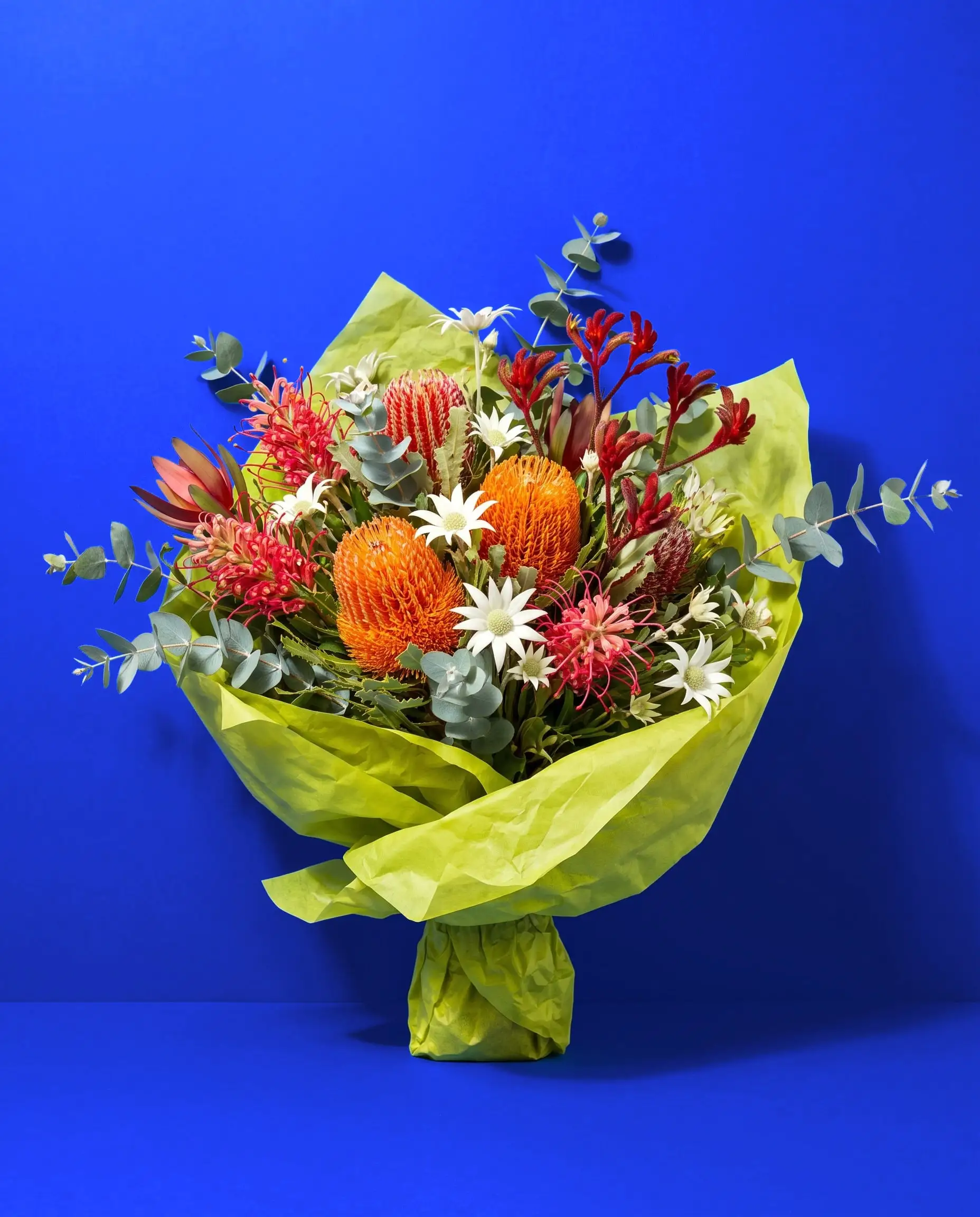 An armful of banksia, grevillea, kangaroo paw and flannel flowers wrapped in lime green tissue on a cobalt backdrop