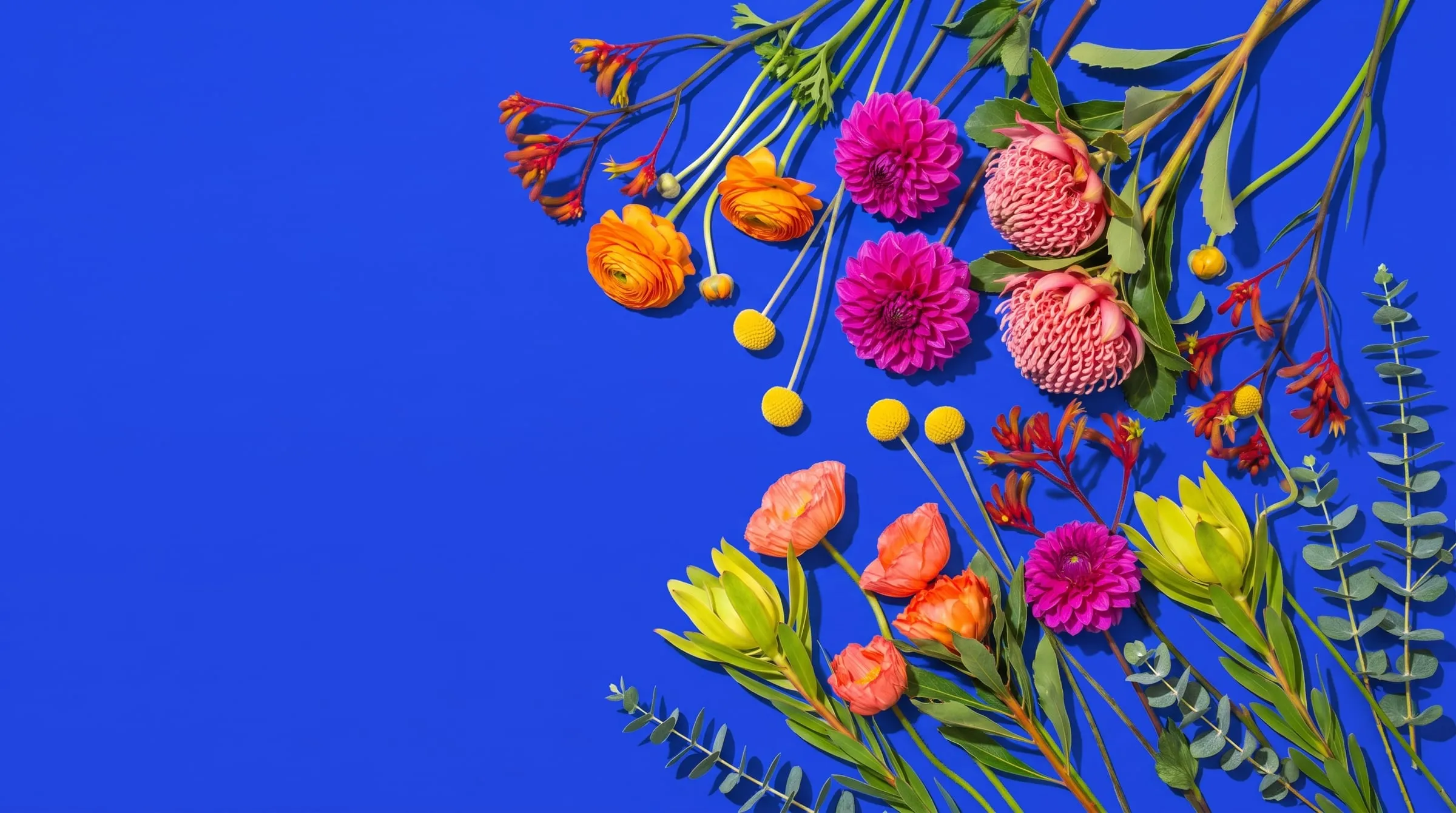 Loose stems of ranunculus, dahlias, waratah, billy buttons and kangaroo paw laid across cobalt blue paper