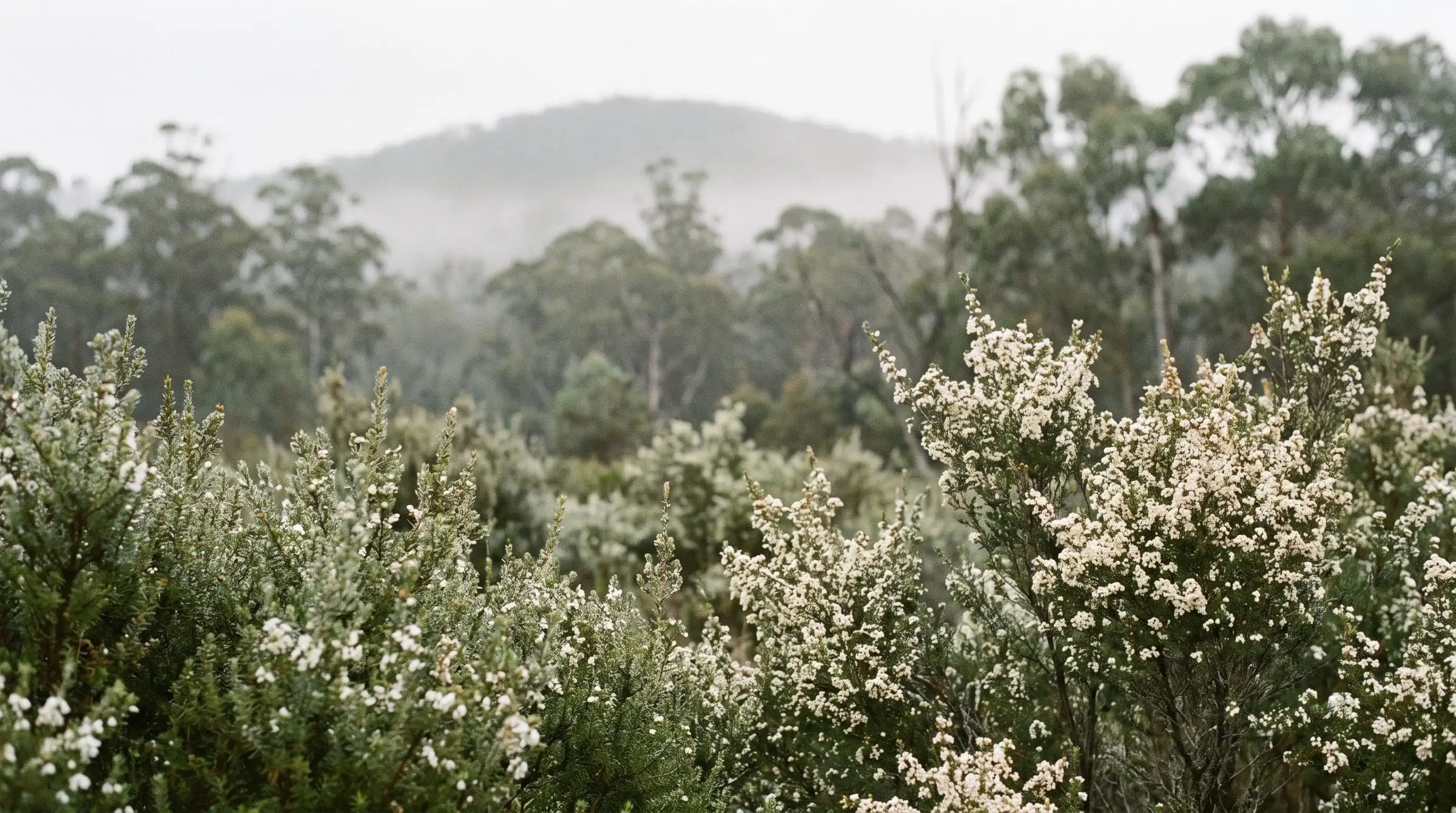 Flowering kunzea and tea-tree in the misty Tasmanian bush